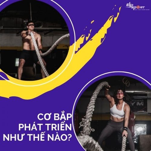 Cơ bắp phát triển như thế nào? Cách kích thích cơ phát triển nhanh