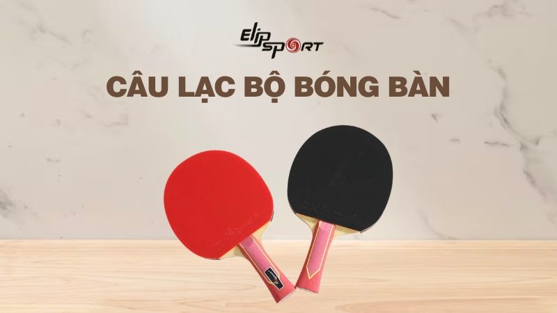 5 câu lạc bộ bóng bàn quận 10 chất lượng, giá tốt nhất