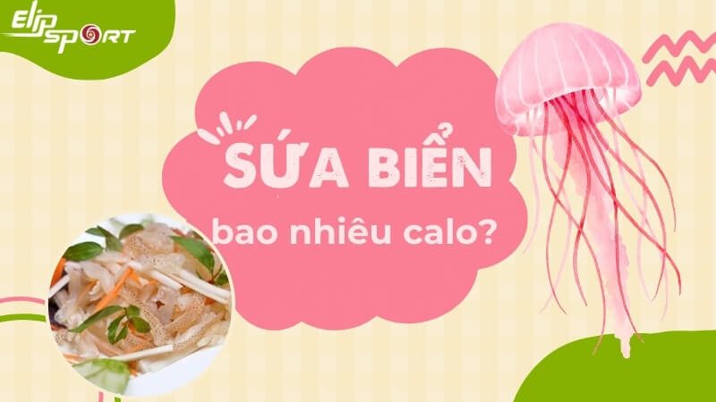 Sứa biển bao nhiêu calo? Ăn sứa có béo không? Tác dụng và lưu ý